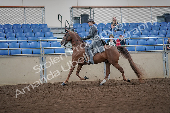 2019 Morgan Horse Show - Aug 30, 2019 - 15466