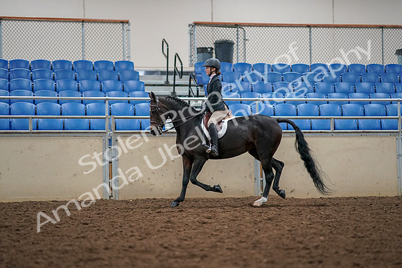 2019 Morgan Horse Show - Aug 30, 2019 - 23306