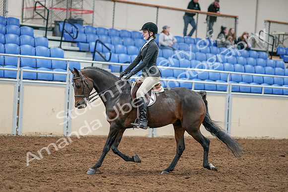 2020 - AB Morgan Horse - Sat, Sept 05 - 14218