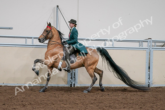 2020 - AB Morgan Horse - Sat, Sept 05 - 13805