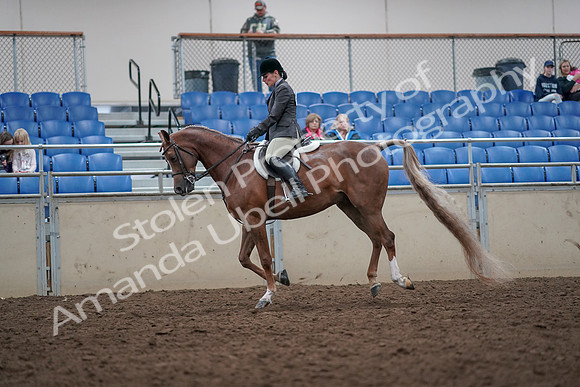 2019 Morgan Horse Show - Aug 31, 2019 - 16051