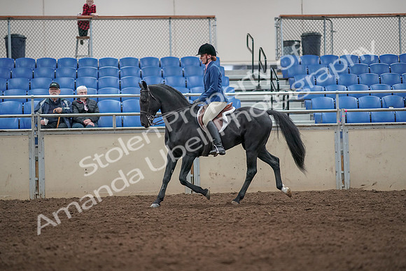 2019 Morgan Horse Show - Aug 31, 2019 - 07231