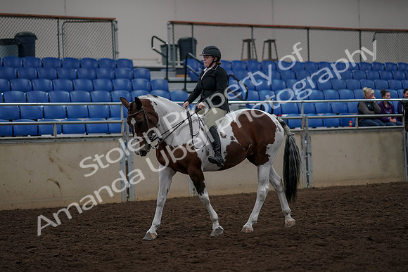 2019 Morgan Horse Show - Aug 30, 2019 - 31107