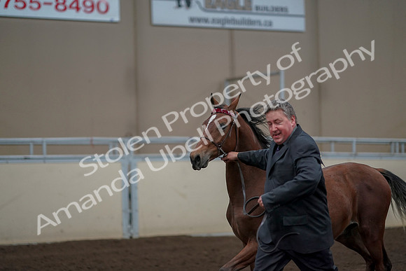 2019 Morgan Horse Show - Aug 31, 2019 - 00263