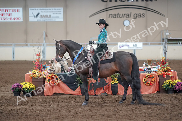 2019 Morgan Horse Show - Sept 01, 2019 - 07282