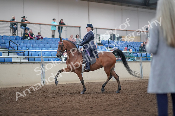 2019 Morgan Horse Show - Aug 31, 2019 - 08465