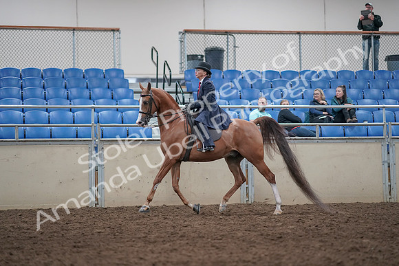 2019 Morgan Horse Show - Aug 31, 2019 - 08556