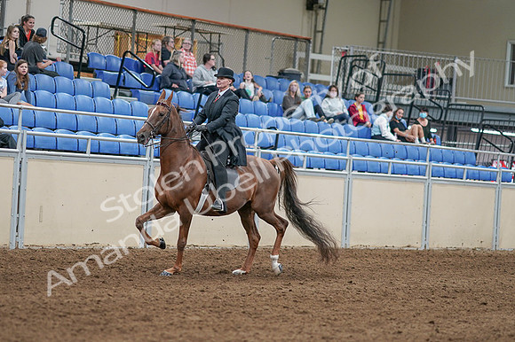 2020 - AB Morgan Horse - Fri, Sept 04 - 08023