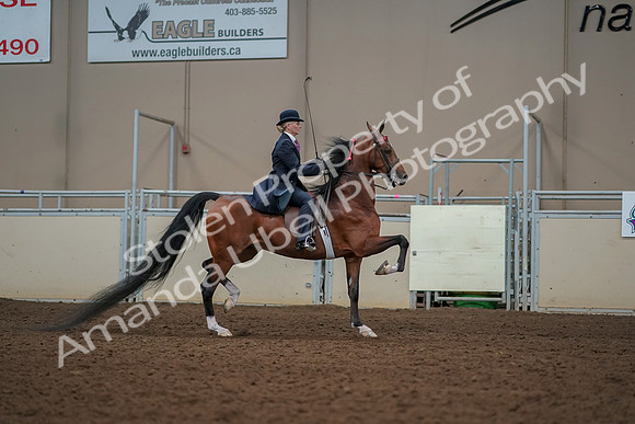 2019 Morgan Horse Show - Aug 30, 2019 - 25298