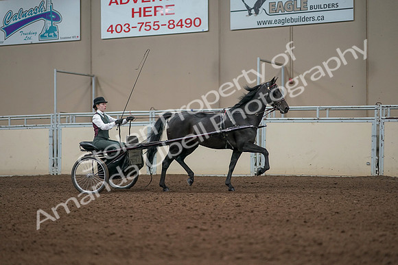 2019 Morgan Horse Show - Aug 31, 2019 - 04736
