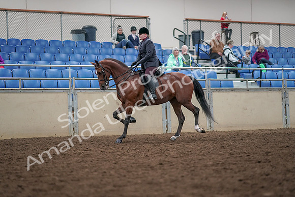 2019 Morgan Horse Show - Aug 30, 2019 - 20425