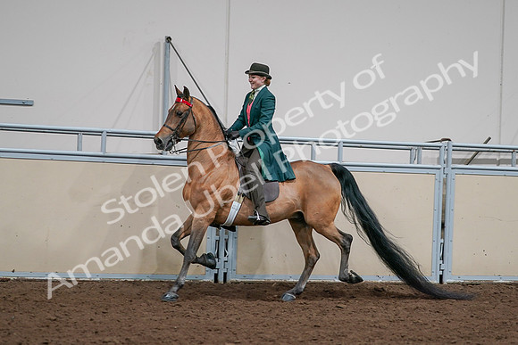 2020 - AB Morgan Horse - Sat, Sept 05 - 13690