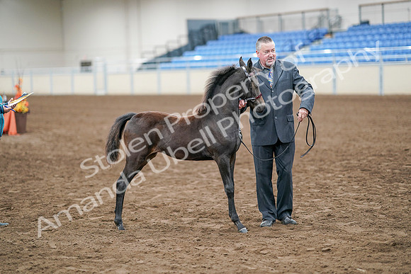 2020 - AB Morgan Horse - Sat, Sept 05 - 00501