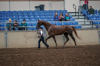 2019 Morgan Horse Show - Aug 31, 2019 - 02597
