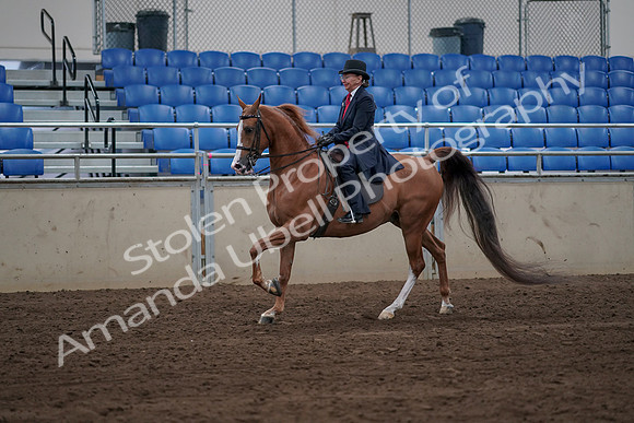 2019 Morgan Horse Show - Sept 01, 2019 - 11963