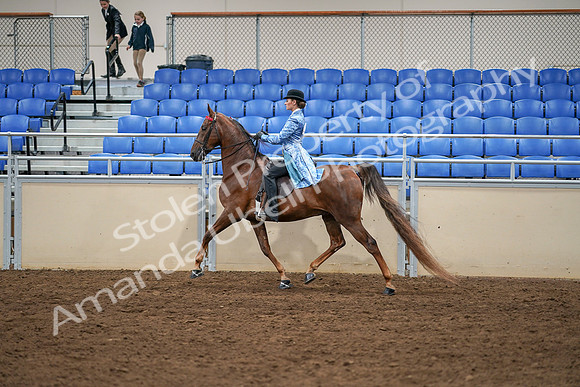 2020 - AB Morgan Horse - Sat, Sept 05 - 03327