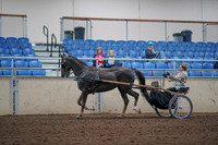 2019 Morgan Horse Show - Aug 31, 2019 - 10261