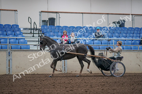2019 Morgan Horse Show - Aug 31, 2019 - 10261