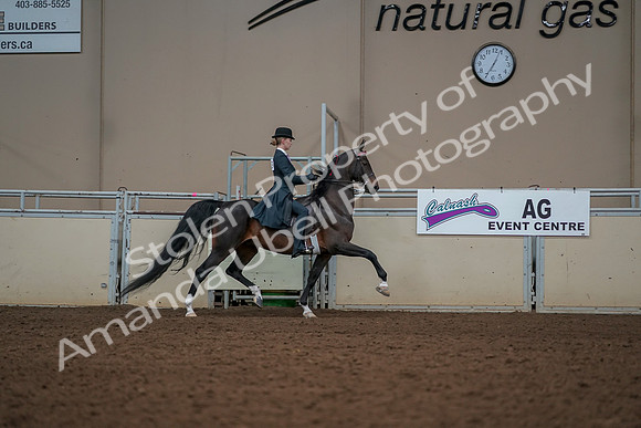 2019 Morgan Horse Show - Aug 30, 2019 - 25261