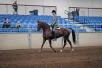 Class 156B - Morgan Hunter Pleasure - Novice Horse