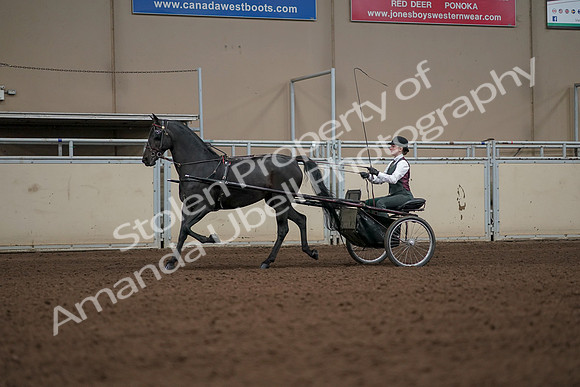 2019 Morgan Horse Show - Aug 31, 2019 - 04654