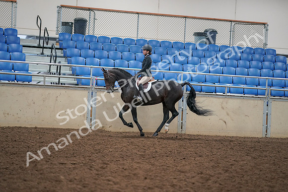 2019 Morgan Horse Show - Aug 30, 2019 - 12285