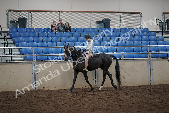 2019 Morgan Horse Show - Aug 30, 2019 - 31213
