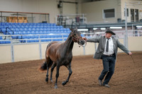 2020 - AB Morgan Horse - Sat, Sept 05 - 00133