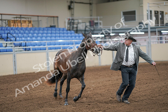 2020 - AB Morgan Horse - Sat, Sept 05 - 00133