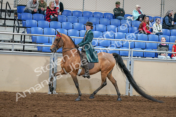 2020 - AB Morgan Horse - Sat, Sept 05 - 13595