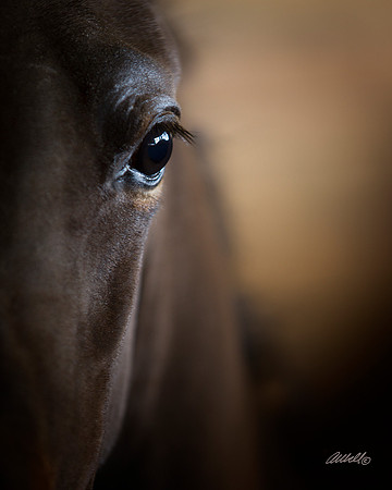 Arabians - 002