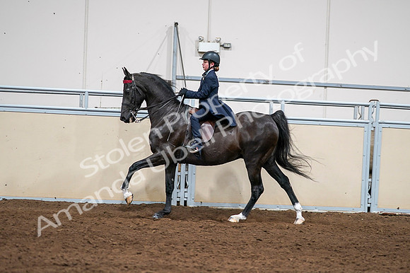 2020 - AB Morgan Horse - Fri, Sept 04 - 03063