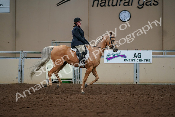 2019 Morgan Horse Show - Aug 30, 2019 - 22574