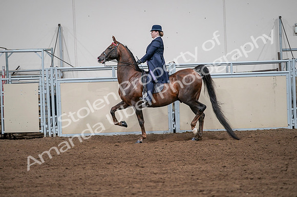 2020 - AB Morgan Horse - Fri, Sept 04 - 07959