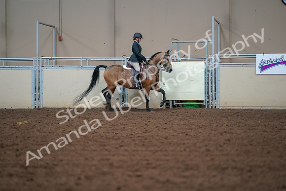 2019 Morgan Horse Show - Aug 30, 2019 - 20790