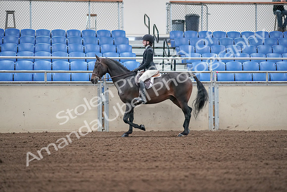 2019 Morgan Horse Show - Sept 01, 2019 - 03668