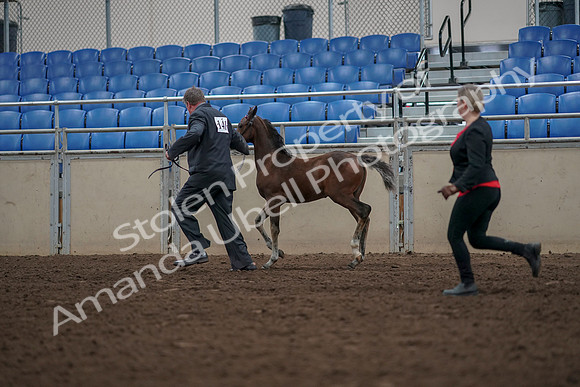 2019 Morgan Horse Show - Aug 31, 2019 - 00423