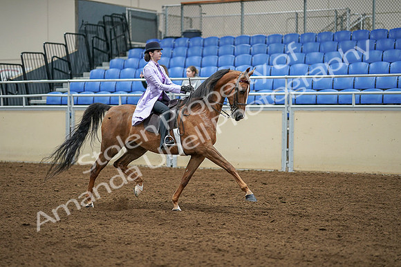 2020 - AB Morgan Horse - Fri, Sept 04 - 05174