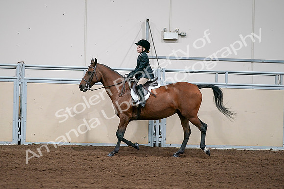 2020 - AB Morgan Horse - Fri, Sept 04 - 02066