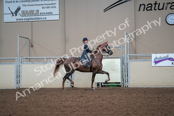 2019 Morgan Horse Show - Aug 30, 2019 - 17975