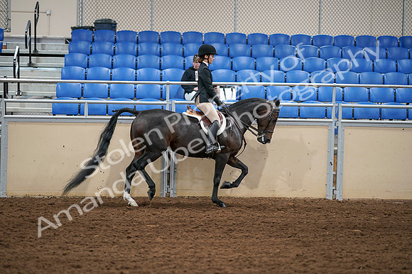 2020 - AB Morgan Horse - Fri, Sept 04 - 02163