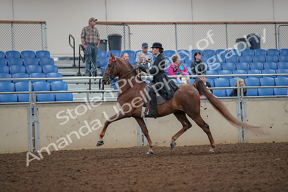 2019 Morgan Horse Show - Aug 30, 2019 - 24976