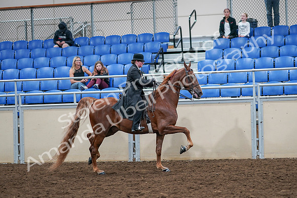 2020 - AB Morgan Horse - Sat, Sept 05 - 08271
