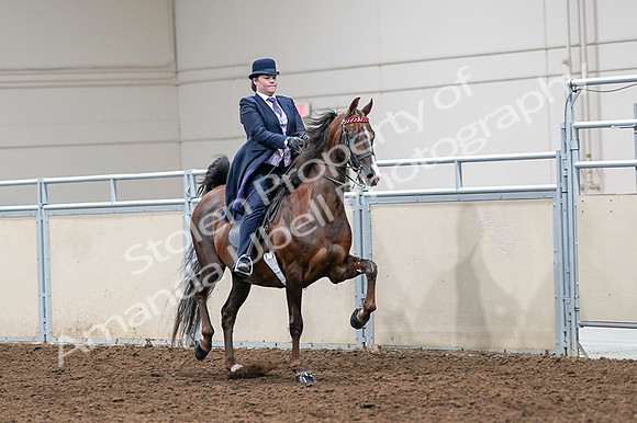 2020 - AB Morgan Horse - Fri, Sept 04 - 08061