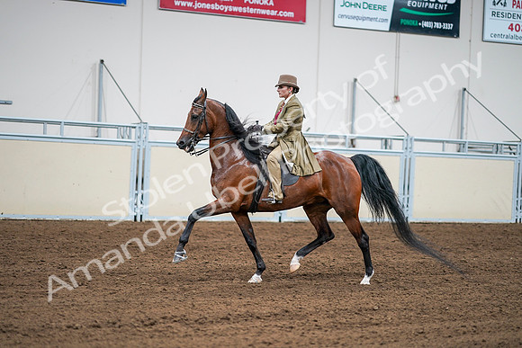 2020 - AB Morgan Horse - Sat, Sept 05 - 08096