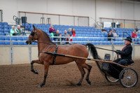 2019 Morgan Horse Show - Aug 30, 2019 - 13029
