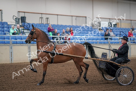 2019 Morgan Horse Show - Aug 30, 2019 - 13029