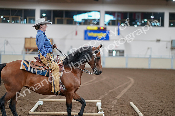2020 - AB Morgan Horse - Fri, Sept 04 - 00015