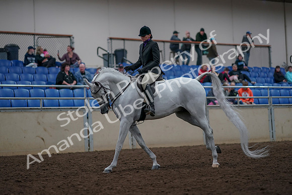 2019 Morgan Horse Show - Aug 31, 2019 - 16009