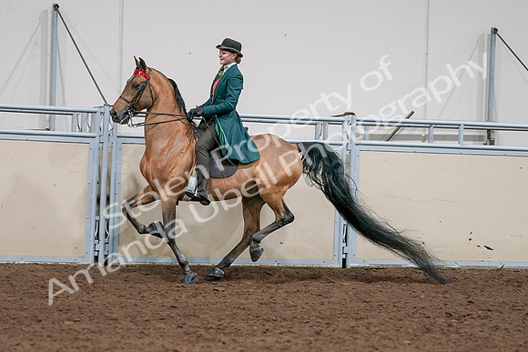 2020 - AB Morgan Horse - Sat, Sept 05 - 13800